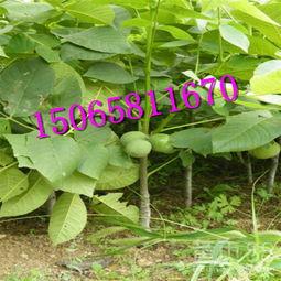 碧根果种植爆料视频教程,视频教程带你轻松入门 第1张 碧根果种植爆料视频教程,视频教程带你轻松入门 第1张