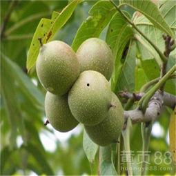 碧根果种植爆料视频教程,视频教程带你轻松入门 第2张 碧根果种植爆料视频教程,视频教程带你轻松入门 第2张
